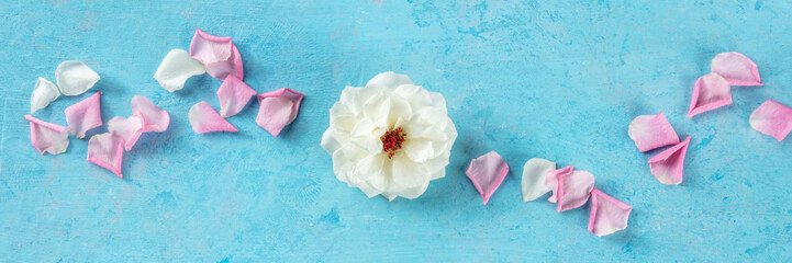 Floral panorama with a white rose and petals on a blue background, overhead flat lay panoramic banner with fresh flowers