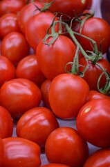 red tomatoes on the vine