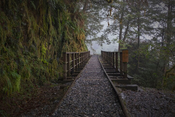 wooden bridge in the forest