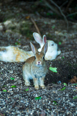 何かを欲しそうにこちらを見ている