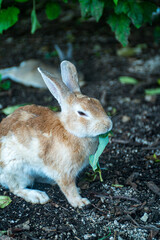 おいしそうにむさぼるウサギ