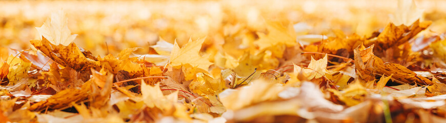 Fall banner. Beautiful autumn yellow and red foliage in golden sun. Falling leaves natural...