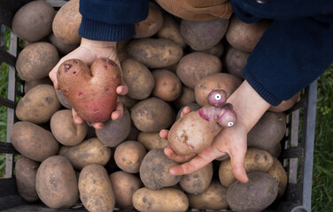 Two non-standard potatoes, an interesting find, in children's hands against the background of many...