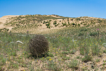 tumbleweed rolls on dry feather grass steppe