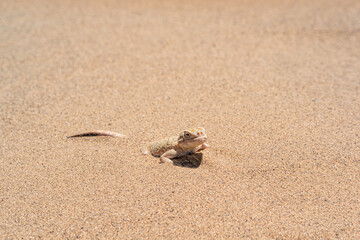 Fototapeta na wymiar desert lizard toadhead agama half burrowing in the sand, close-up