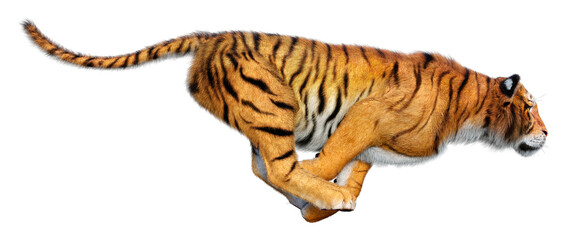 3D Rendering Big Cat Tiger on White