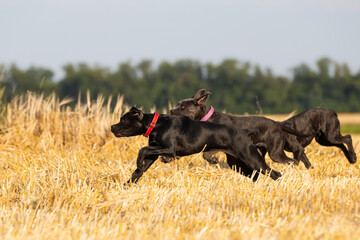 Italian cane corso puppy in the field