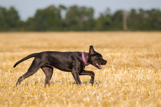 Prairie creek best sale cane corso