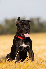 Italian cane corso puppy in the field