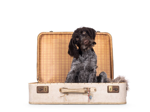 German wirehaired pointer sitting in old suit case. Looking towards camera. Isolated on a white camera.