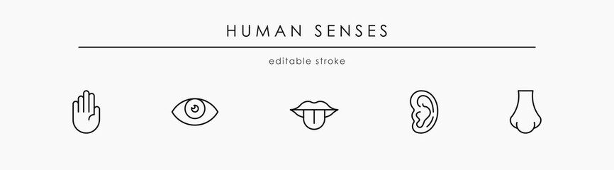 Five human senses line icons set. Elements: vision, hearing, smell, taste, touch on white background. Sign for web page, mobile app, banner, social media. Editable stroke.