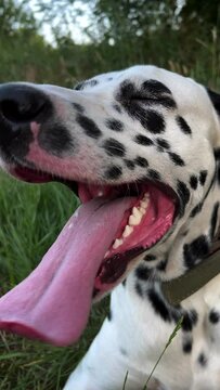 Tired Dalmatian dog lies and rests on grass.