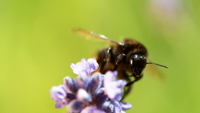 bumblebee flying into lavender blossom, gathering pollen, macro shot. Filmed on high speed cinema camera, 1000fps.