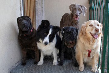 five dogs of different breeds next to the door of the house, Sharpei, Border Collie, Schnauzer, Golden retriever and Weimaraner