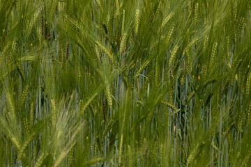 Large  green triticale rye wheat field, selective focus