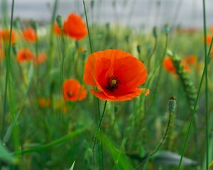 bright red poppy flower on the background of green grass in the field