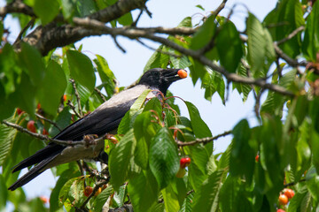 Crow on a branch of a cherry tree feast on fruit