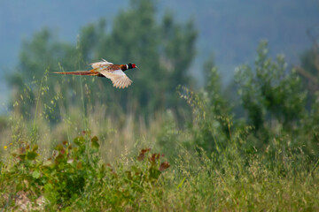 beautiful pheasant,  Phasianus colchicus, flies  low over the meadow