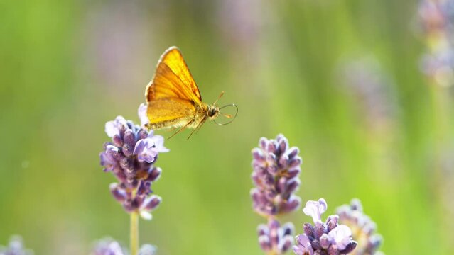 Flying butterfly cabbage white gathering pollen from lavender blossoms. Filmed on high speed cinema camera, 1000fps.