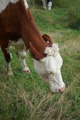 Beautiful hungry cow eating fresh green grass in countryside. Portrait of a red-haired cow on top of the mountain.