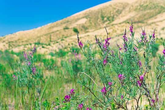 purple astragalus flowers in blooming spring desert, Sarykum sand dune