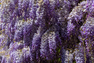  Clusters of wisteria flowers in summer , Wistaria sinensis