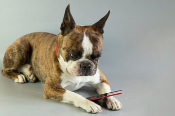 funny Boston terrier reading something in his smartphone on a gray background