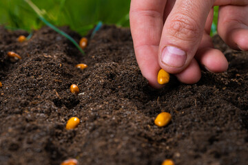 Hand planting seeds in the garden. Close-up.
