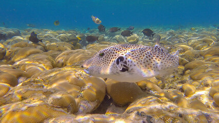 Pufferfish swims over hard corals colony Porites in the morning sun rays. Blackspotted Puffer (Arothron stellatus).Red sea, Egypt © Andriy Nekrasov