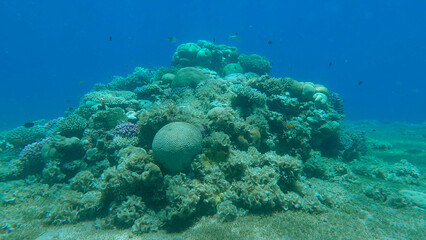 Naklejka na ściany i meble Colorful tropical fishes and beautiful coral reef on blue water background. Underwater life on coral reef in the ocean. Red sea, Egypt