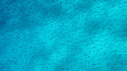 Massive school of small fish swims over sandy bottom background. Shoal of Silver-stripe round...