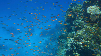 Fototapeta na wymiar Colorful tropical fishes and beautiful coral reef on blue water background. Underwater life on coral reef in the ocean. Red sea, Egypt