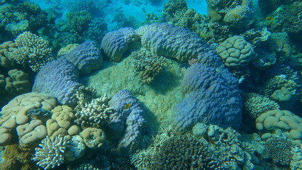 Naklejka na ściany i meble Beautiful tropical coral reef in the shape of a ring, hard coral (Porites lutea). Camera moving forwards. Underwater life in the ocean. Red sea, Egypt