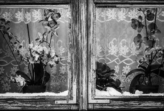 Orchid flowers in wooden window