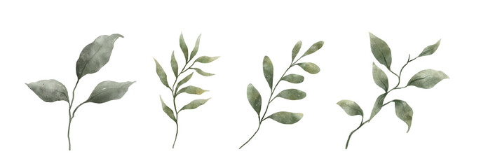 Greenery Leaves Watercolor Hand Drawn. Set of green leaf in watercolor style isolated on white background. Decorative beauty elegant illustration collection for design