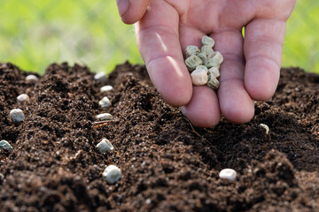 The farmer's hand is planting seeds in the soil. Close-up.