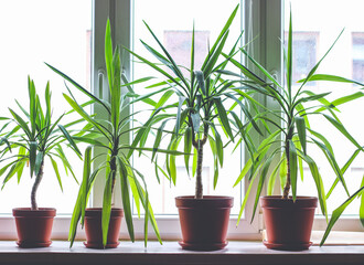 Plants on window sill