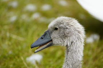 Young mute swan (Cygnus olor) Anatidae family. Location: Stöcken Cemetery, Hanover, Germany.
