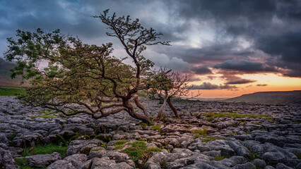 Windswept Hawthorn tree in Yorkshire Dales National Park