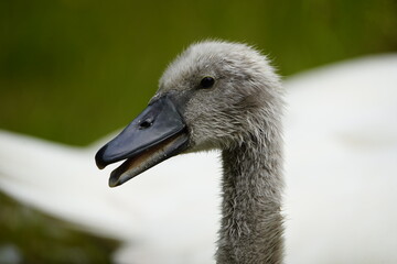 Fototapeta premium Young mute swan (Cygnus olor) Anatidae family. Location: Stöcken Cemetery, Hanover, Germany.