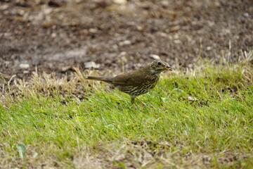 
Resting mute swan (Cygnus olor) Anatidae family. Location: Stöcken Cemetery, Hanover, Germany
