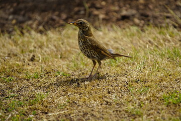Song thrush foraging for young (Turdus philomelos) Turdidae family. Hanover, Germany.