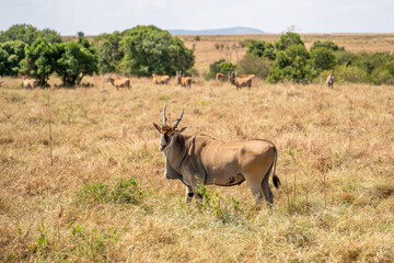 Naklejka na ściany i meble An eland bull (Taurotragus oryx) glances at the camera as he walks across a hilly savannah. Ol Pejeta Conservancy, Laikipia, Kenya.