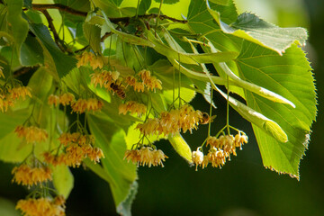 blossoming linden branch in summer