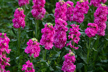 pink flowers of Matthiola Incana