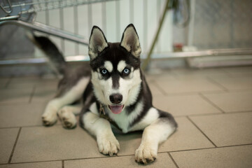 Dog of Husky breed is waiting for owner. Puppy on leash in store. Animal with beautiful eyes. - obrazy, fototapety, plakaty