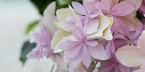 ピンク系の紫陽花の花のアップ　バナー　背景