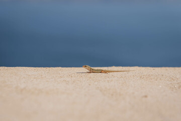 A small lizard basking on a flat rock in full sun.