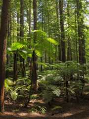 The Sun is Shining Through the Green Leaves of Fern Trees. Green Palm Trees. Tasmanian Tree Fern...