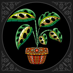Colorful monstera variegata plant zentangle arts, isolated on black background